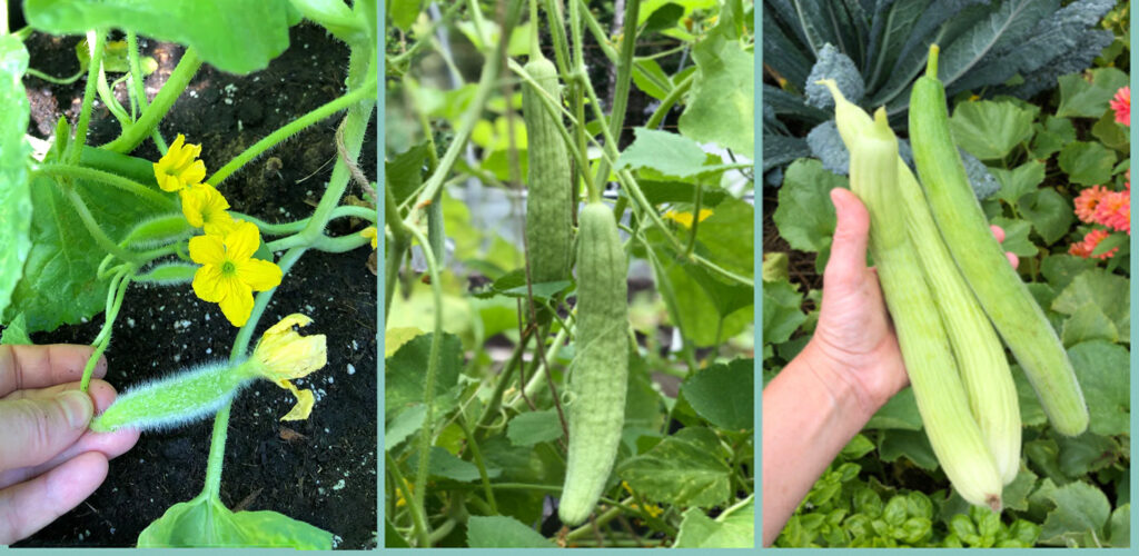 Growing Armenian Cucumbers in Your Garden